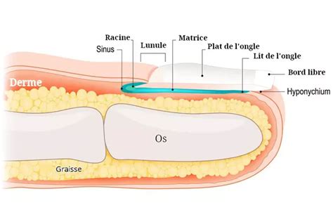 Structure détaillée de l'ongle et des tissus environnants