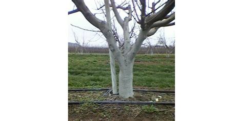 Arbre fruitier avec tronc blanchi et des branches saines