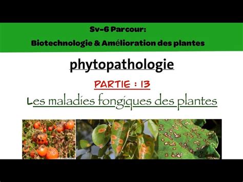 Illustration des différentes maladies fongiques de la carotte