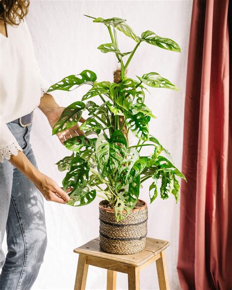 Plante grimpante type Monstera Adansonii sur tuteur