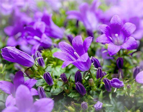 jardin avec massifs de fleurs violettes variées