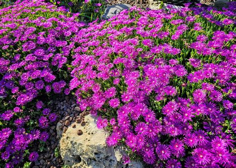 gros plan sur la floraison étoilée du Delosperma cooperi