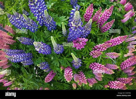 massif de lupins violets en fleurs