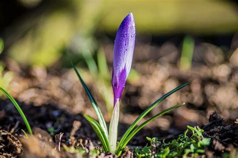 vue rapprochée d'un crocus violet printanier