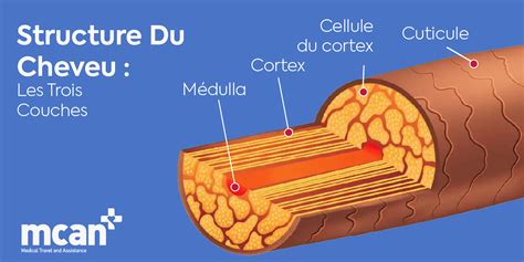 Schéma illustrant la structure d'un cheveu crépu et l'action hydratante des agents naturels comme l'hibiscus et l'aloès vera