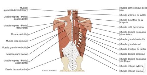 Schéma illustrant les différentes tailles et structures des citronniers artificiels