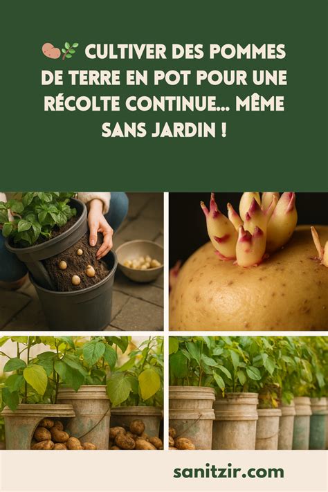 Pommes de terre en pot