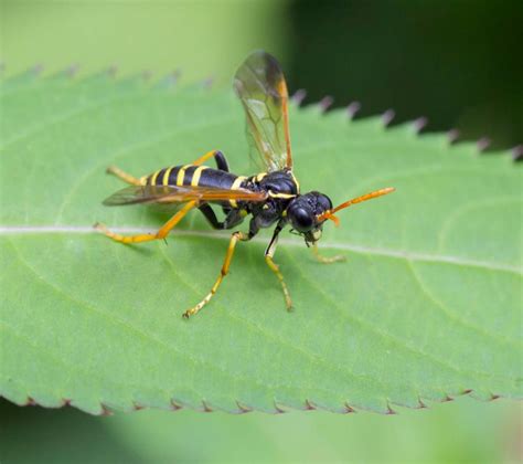 Mouche à scie (tenthrède adulte)