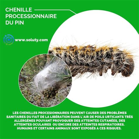 Comparaison entre chenilles processionnaires et autres chenilles
