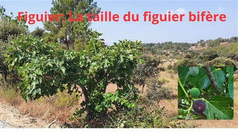 Schéma comparatif des cycles de récolte entre un figuier bifère et unifère