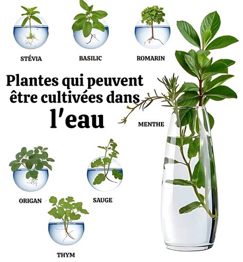 Schéma illustrant la différence entre plantes immergées et plantes flottantes dans un bassin