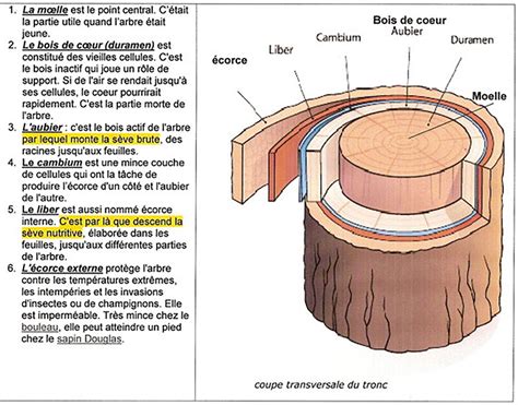 Schéma explicatif de la coupe transversale d'un paillage autour d'un tronc d'arbre, montrant la zone de dégagement du collet