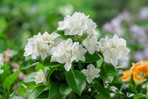 Arbuste Serissa en pleine floraison