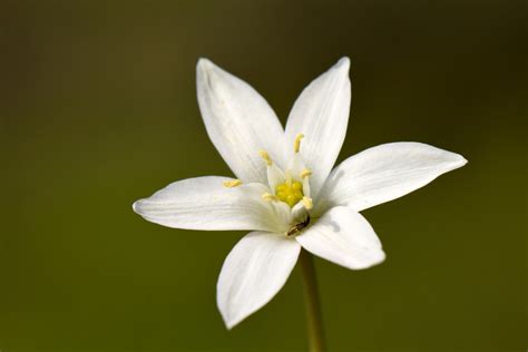 Détail de fleurs blanches en forme d'étoile du Serissa