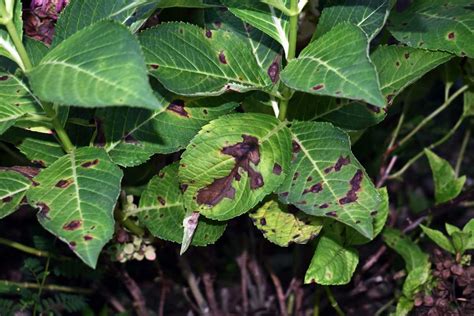 Diagnostic visuel des maladies courantes de l'hortensia