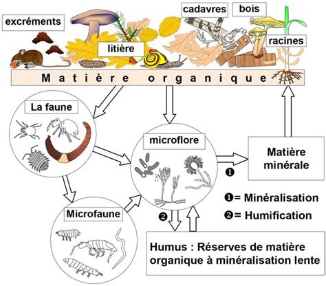 Microorganismes décomposant une matière organique