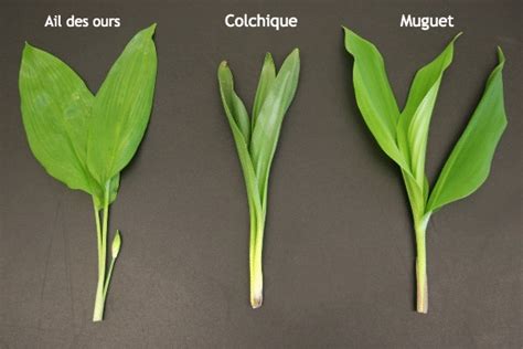 Schéma comparatif entre une feuille d'ail des ours, de muguet et de colchique pour éviter les erreurs de cueillette
