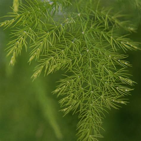 Schéma illustrant l'aspect de l'asparagus sauvage dans son environnement