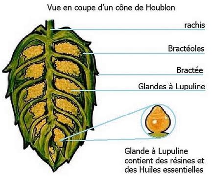 Schéma illustrant la structure d'un cône de houblon et la présence de lupuline