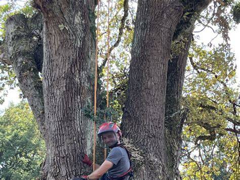 Un arboriste-grimpeur en pleine ascension dans un grand platane