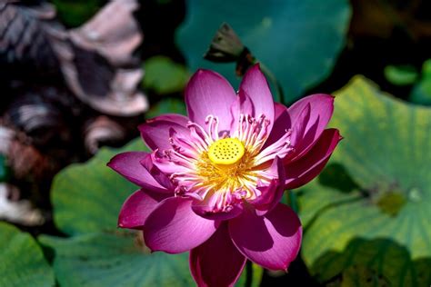 Lotus en pleine floraison dans un bassin