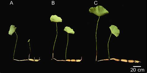 Rhizome de lotus frais après division