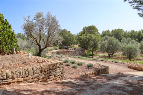 Vue panoramique d'un jardin en restanques dans le Luberon avec des oliviers centenaires