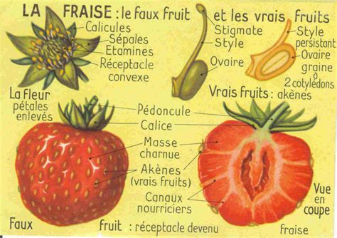 Diagramme illustrant la structure botanique de la fraise