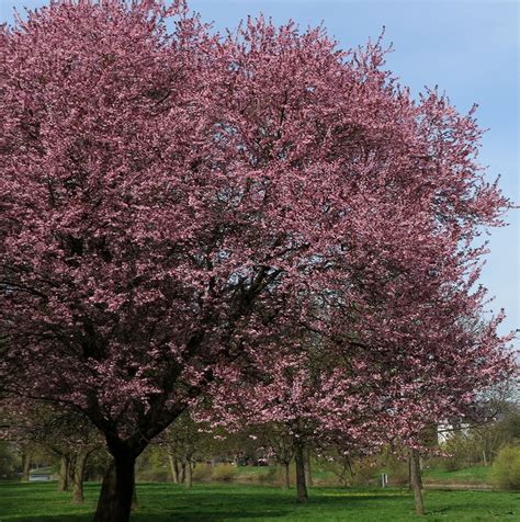Schéma anatomique comparatif entre le prunellier, le myrobolan et le prunier sauvage