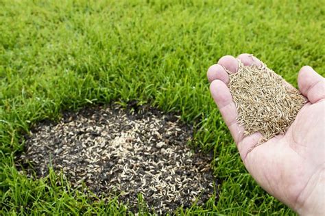 Graines de gazon en gros plan