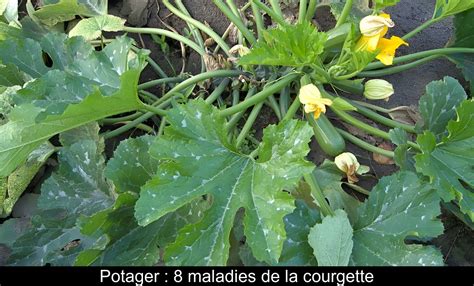 Schéma d'espacement des plants de courgettes