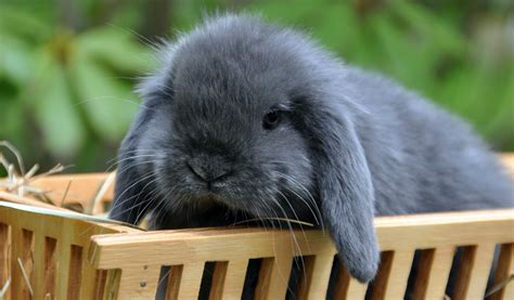 Illustration montrant un lapin nain explorant prudemment un jardin avec des zones sécurisées et des zones à éviter