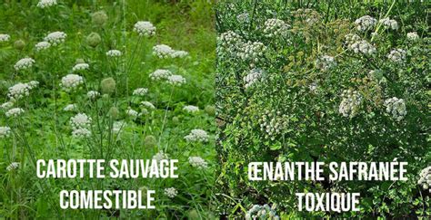 Infographie comparative entre une plante sauvage comestible et une plante toxique visuellement similaire