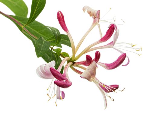 Illustration détaillée d'une fleur de chèvrefeuille montrant ses deux lèvres caractéristiques