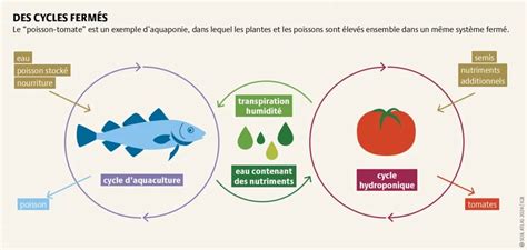 Schéma illustrant le cycle des nutriments via l'amendement organique au potager