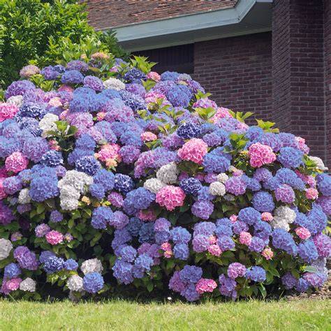 Hortensia Macrophylla type Mophead et Lacecap