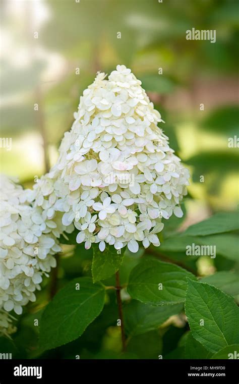 Inflorescences de l'Hortensia Paniculata