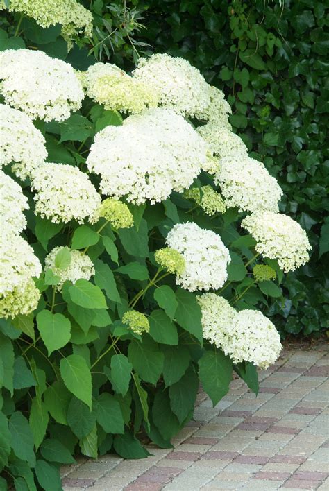 Hortensia Arborescens 'Annabelle'