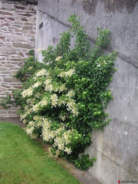 Hortensia grimpant sur un mur