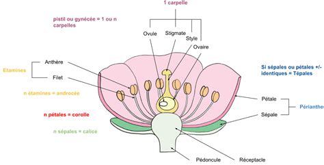 Photographie macro détaillant la structure des fleurs stériles et fertiles sur un hortensia