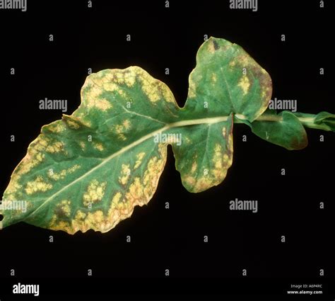Plante présentant des symptômes de carence en bore : feuilles déformées et point de croissance nécrosé