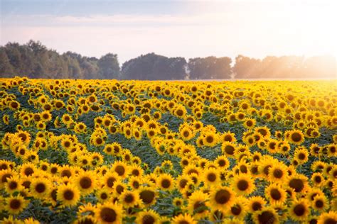 Champ de tournesols oléiques en fleur
