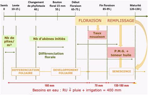 Diagramme montrant les besoins en eau et en nutriments du tournesol par rapport à d'autres cultures