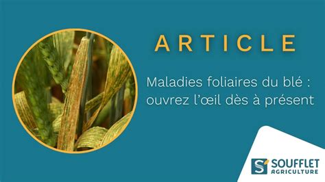 Schéma des différentes maladies foliaires du triticale