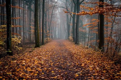 Forêt d'automne avec des feuilles tombées