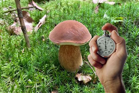 Schéma des conditions de pousse des cèpes (pluie, température, type de sol)