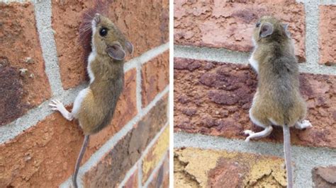 Souris grimpant sur un mur