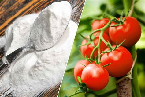 Bicarbonate de soude pour le jardin