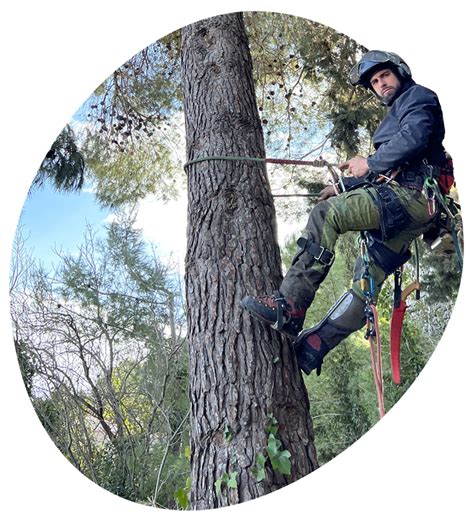 Arboristes en formation pratiquant l'escalade d'arbre