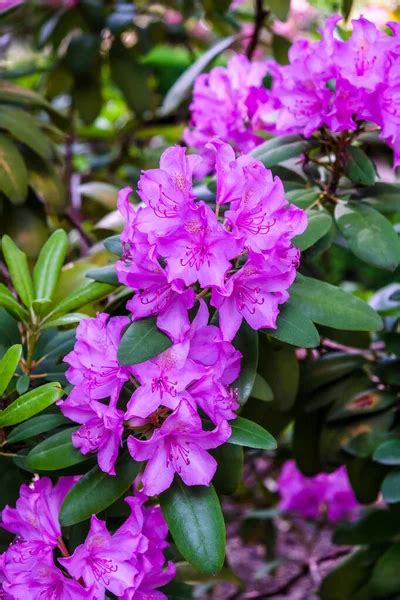 Gros plan sur des rhododendrons en pleine floraison dans le parc.